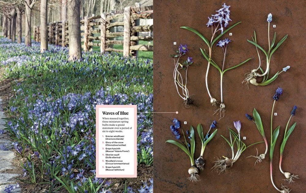 Martha Stewart's Gardening Handbook: Martha Stewart