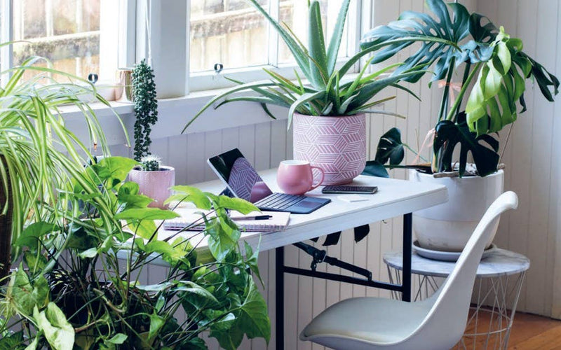 Plant House: Harper by Design - Lazy Sun