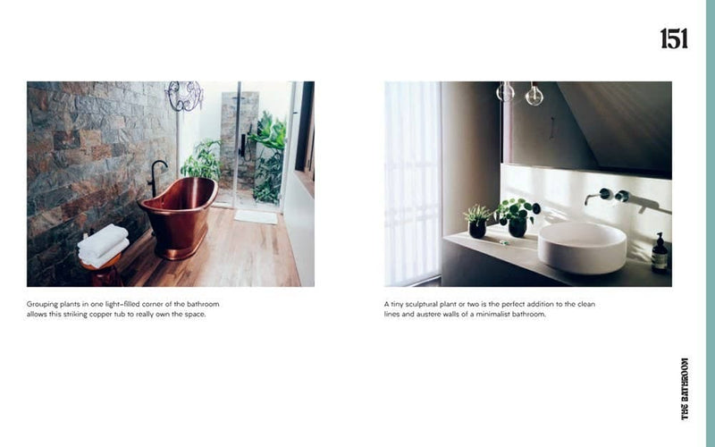 Plant House: Harper by Design - Lazy Sun