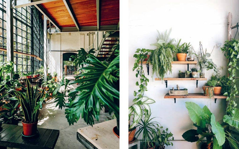 Plant House: Harper by Design - Lazy Sun