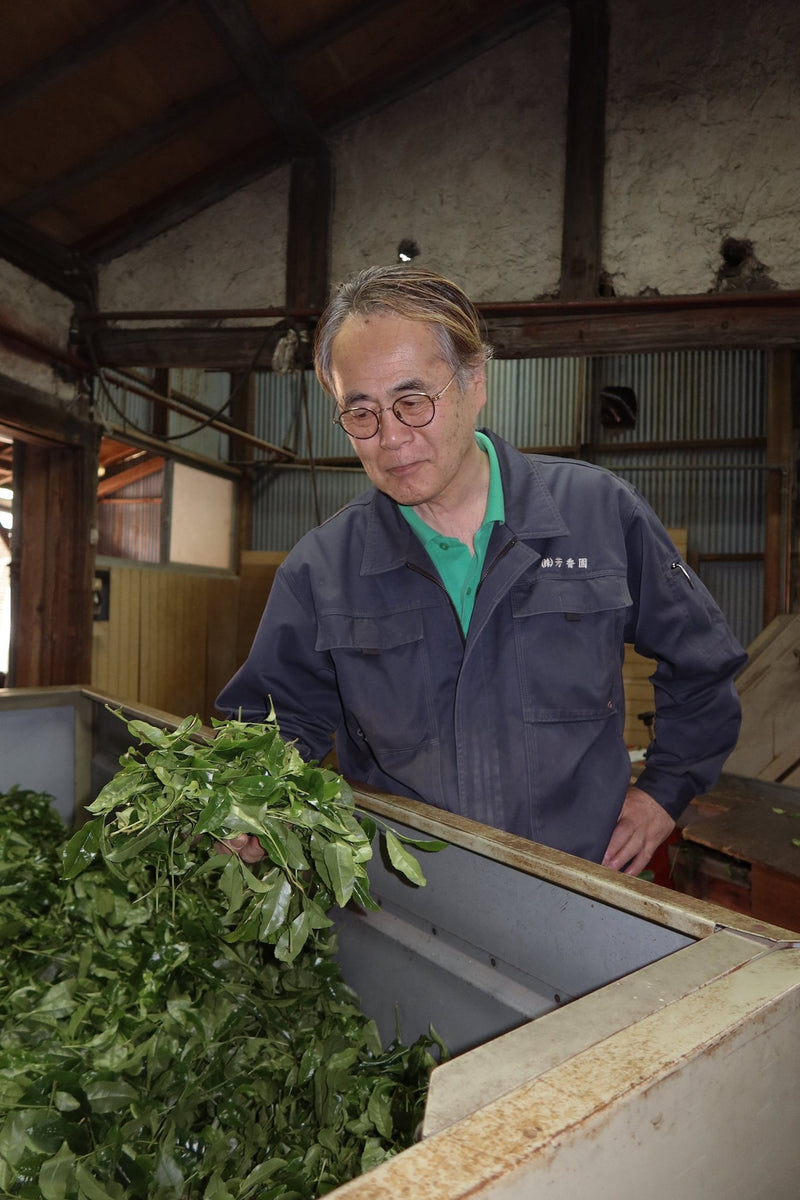 Samidori Single Cultivar Matcha - Lazy Sun