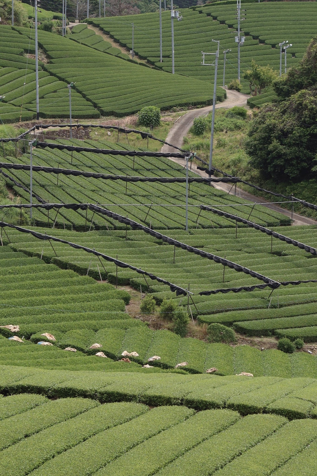Samidori Single Cultivar Matcha