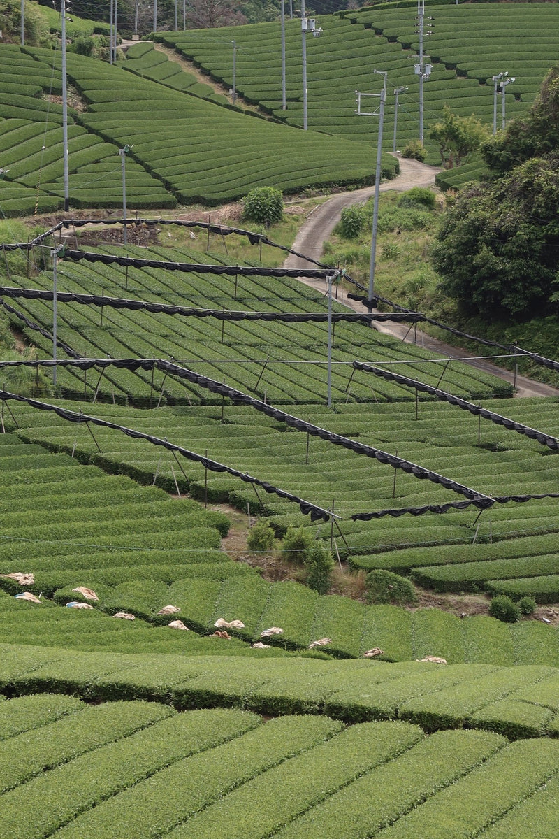 Samidori Single Cultivar Matcha - Lazy Sun
